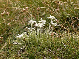 雪絨花,高山花卉,很少
