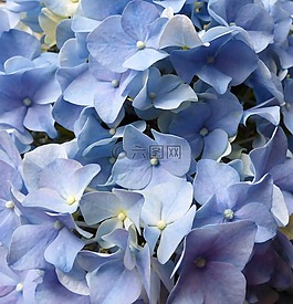 繡球花,鮮花,藍(lán)色