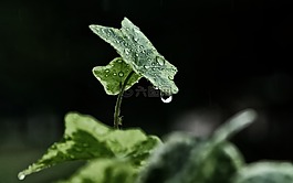 雨,温特斯,叶