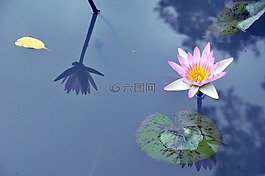水百合,百合,紫色
