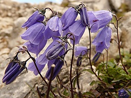 頂針,花,高山花卉