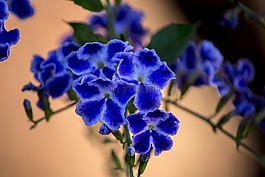 紫色的花,紫色,园艺