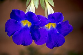 紫色的花,鮮花,園藝