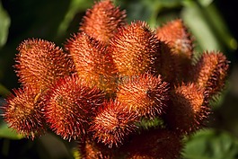 紅木,水果,樹(shù)