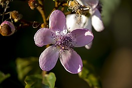 花紅木,花卉,園藝