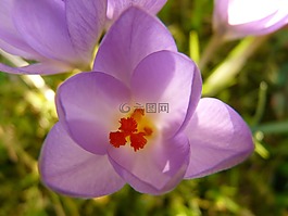 藏紅花,廠,花園