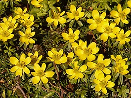 winterling,廠,花園