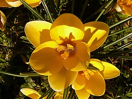 藏紅花,廠,花園