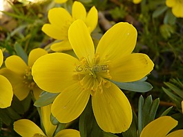 winterling,廠,花園