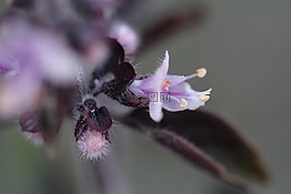 盛開,紫,花藥
