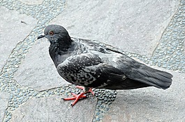 鴿子,鳥,公園