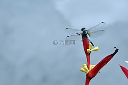蜻蜓,公園,昆蟲(chóng)