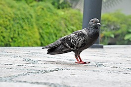 鴿子,鳥,自然