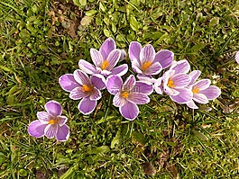 藏紅花,廠,花園