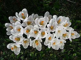 藏紅花,廠,花園