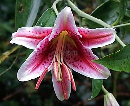 雨水淋湿百合,亚洲百合,百合