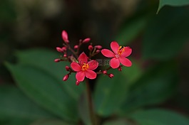 花,葉,特寫
