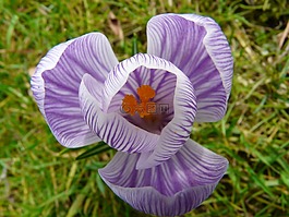 藏紅花,廠,花園