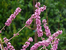 瑞香,丰富多彩,颜色