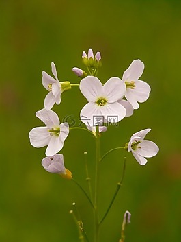 杜鵑花,罩衫,廠(chǎng)