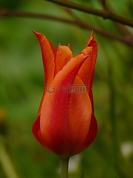 郁金香,廠,花園