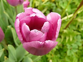 玫瑰,廠,花園