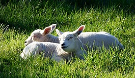 羔羊,動物,牧場