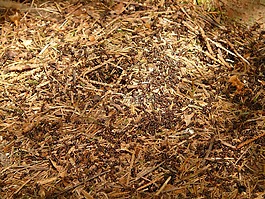 螞蟻,木螞蟻,福米卡