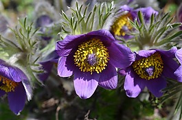 pasque 花,開花,花