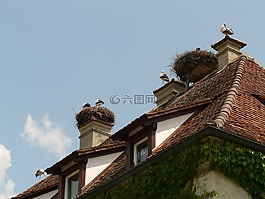 鹳,storchennest,鸟
