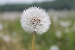 蒲公英,綻放,花園