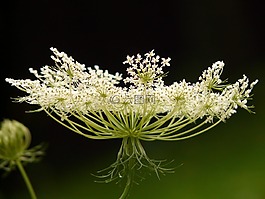 野生胡蘿卜,園林植物,野花