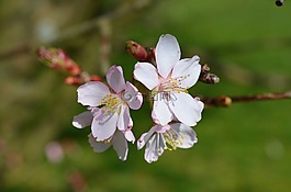 櫻花,開花,春天