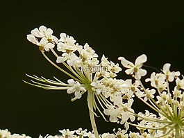 野生胡蘿卜,園林植物,野花