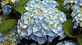 八仙花,花,觀賞花