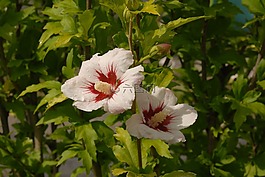 槿,花,花園