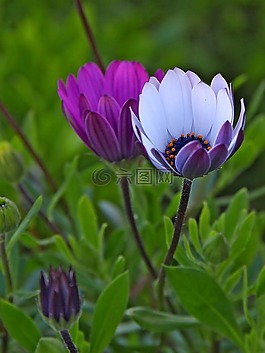 雛菊,花,性質(zhì)