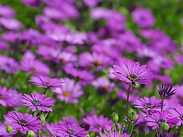 雛菊,花,性質