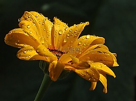 雛菊,雨滴,滴