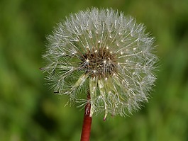 蒲公英,花,性質(zhì)