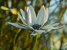 花,露水,水滴