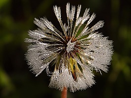 蒲公英,露水,大眾報(bào)