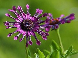非洲雛菊,花,性質(zhì)