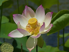 花,郵票,雌蕊