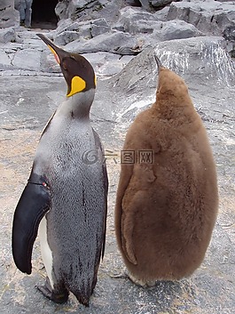 企鵝,父 子,動(dòng)物園