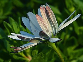 花,露水,濕