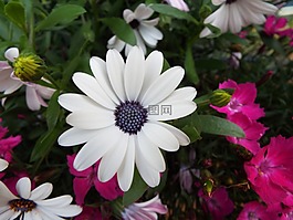 鮮花,花園,園林植物