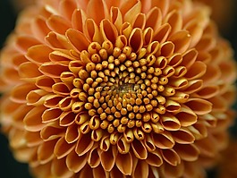 花,性質(zhì),植物群