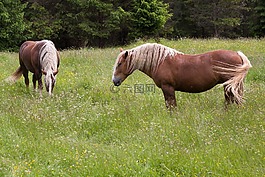 马,haflinger,牧场