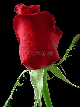 紅玫瑰,花,性質(zhì)